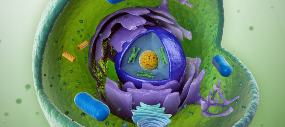 23-I BIOLOGÍA CELULAR II - CE01BM