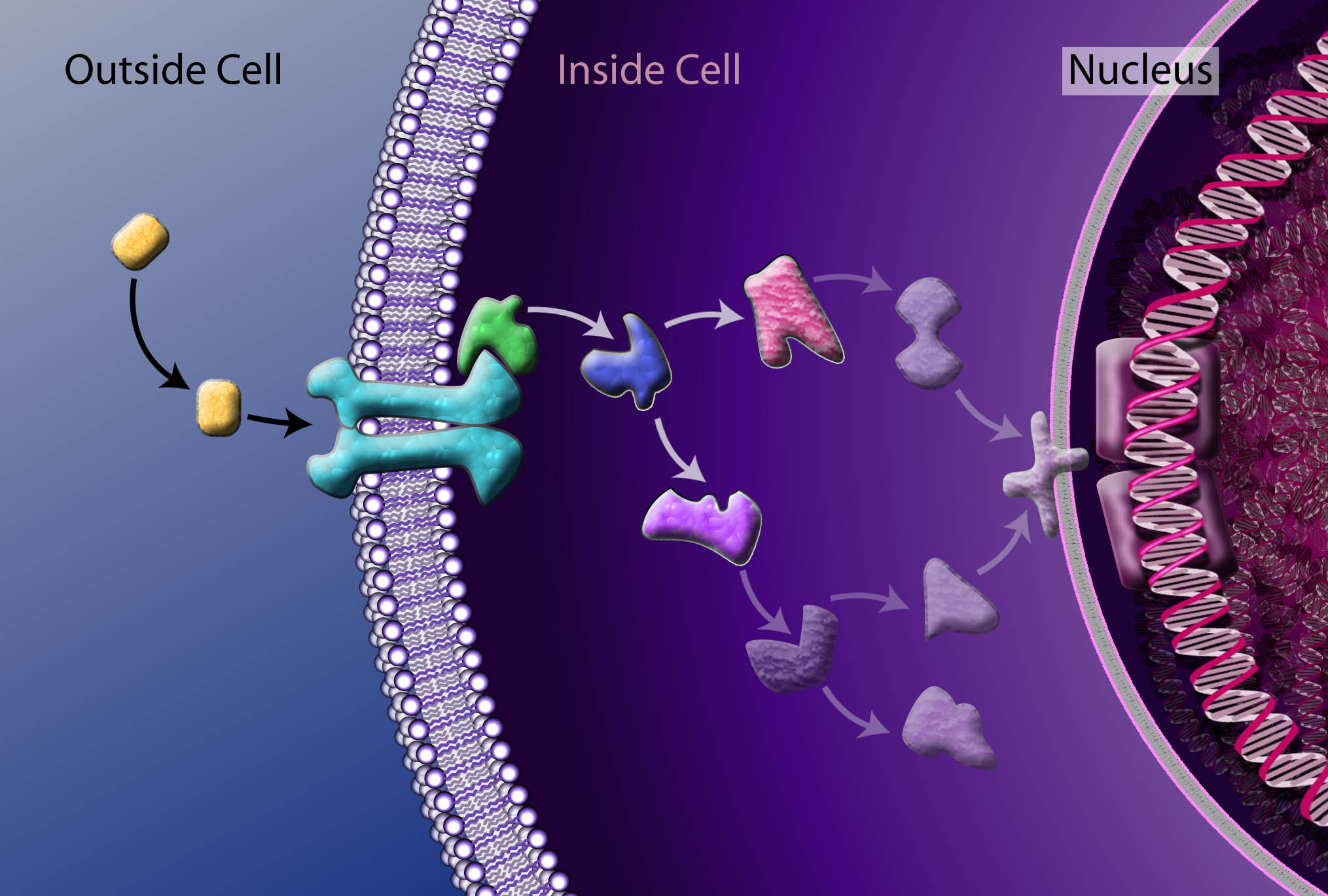 23-O FISIOLOGÍA MOLECULAR - CG01BM