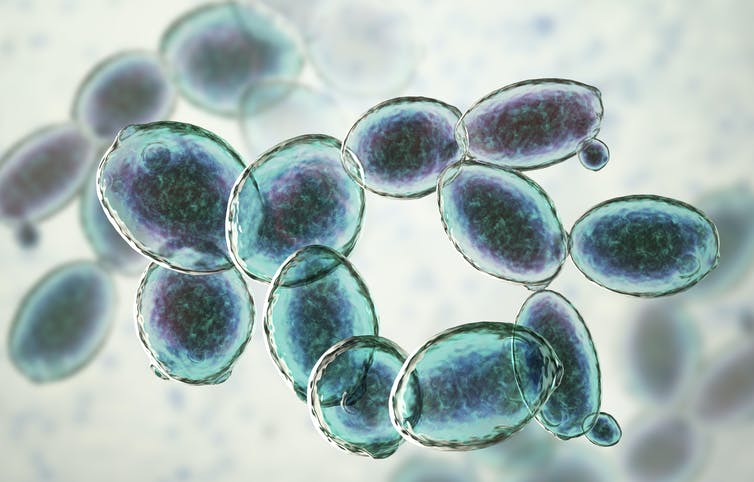 25-P BIOTECNOLOGÌA IDE LEVADURAS 