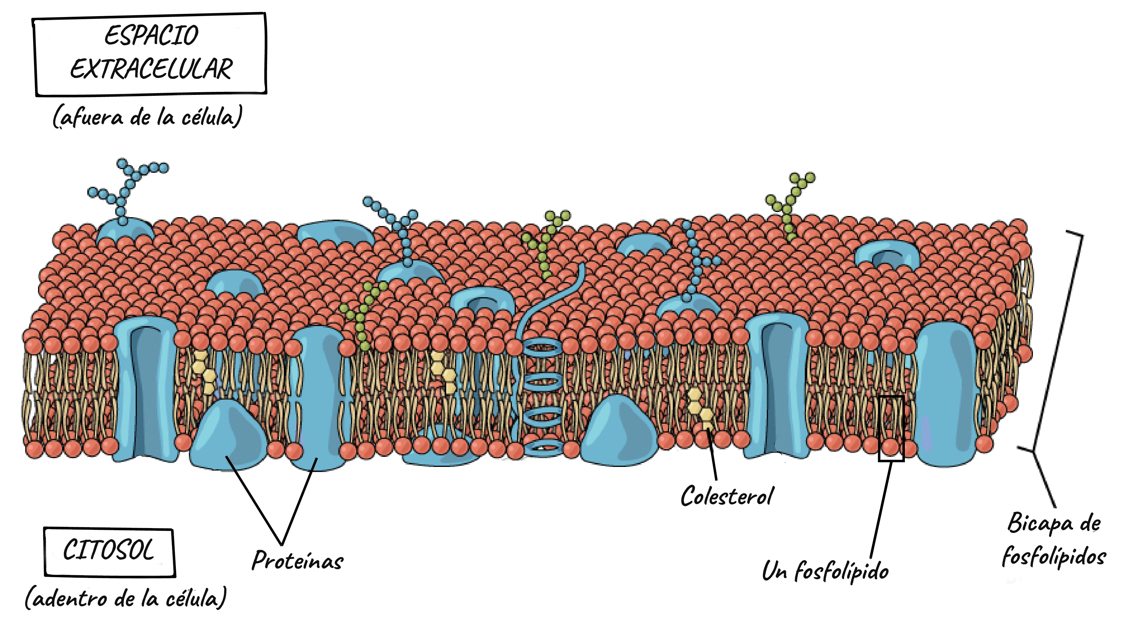 25-O FISIOLOGÍA MOLECULAR - CG01BM