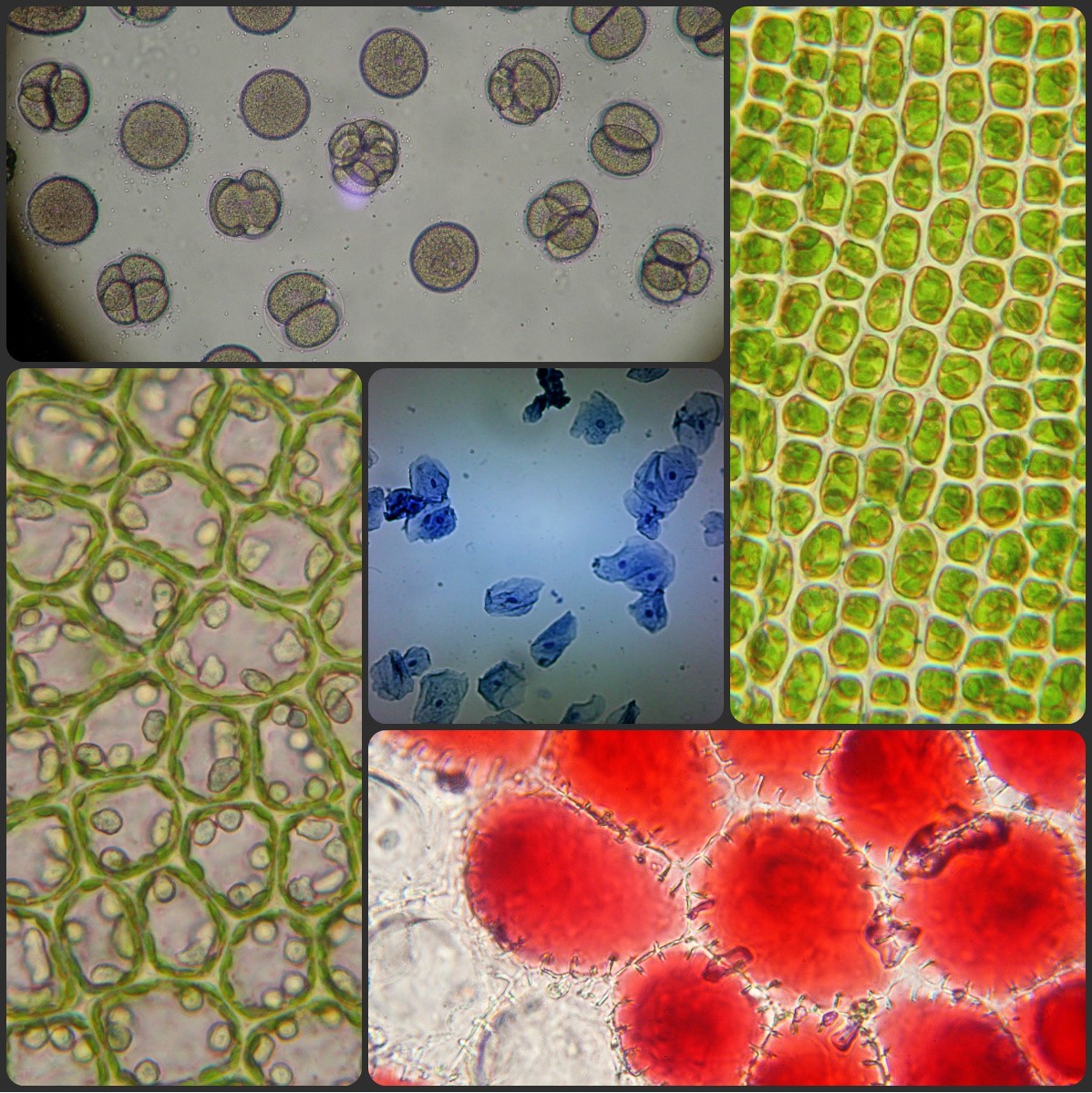 26-I BIOLOGÍA CELULAR II - CE01BM