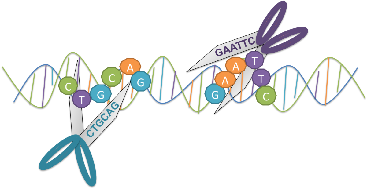 21-O Técnicas de Biología Molecular I